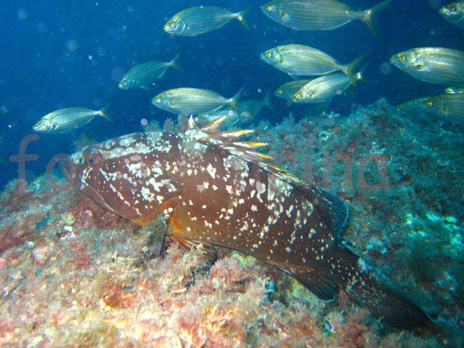 Qualche pesce da Portofino